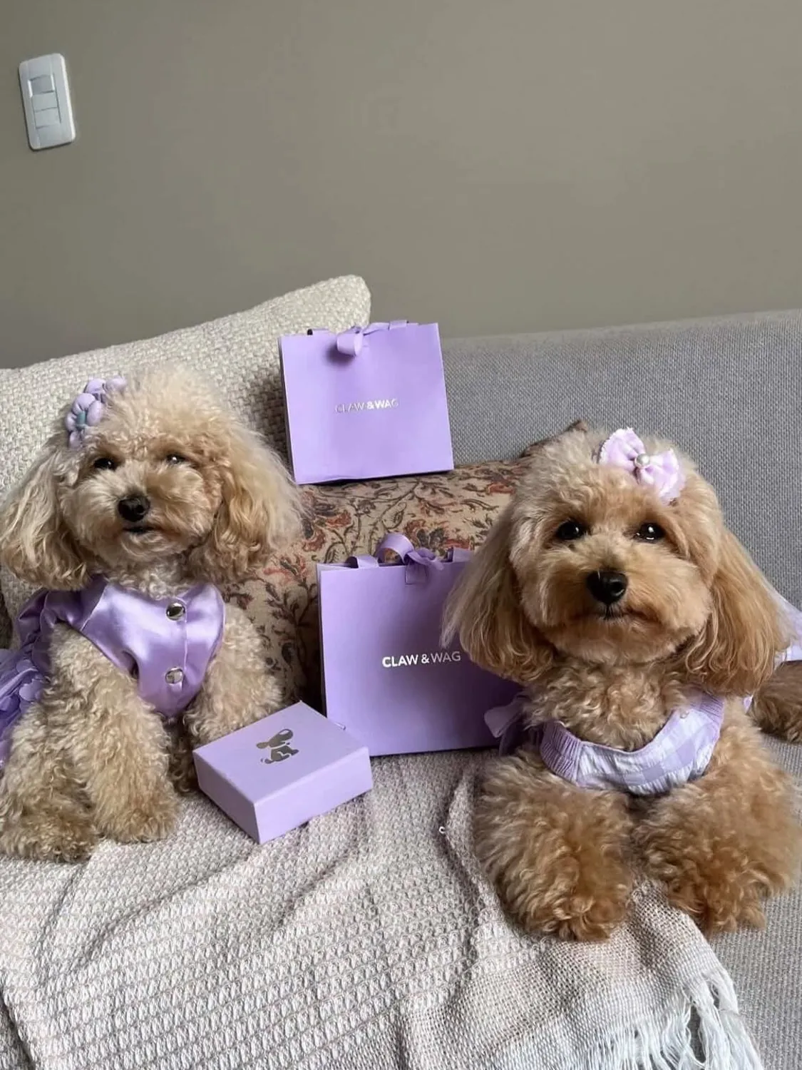 Mascotas con los accesorios de Claw & Wag