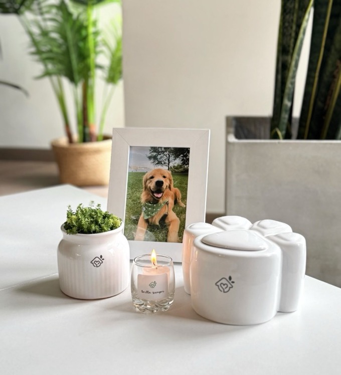 Homenaje Integral de Regazo en casa, con la urna, el cuadro con la foto de un perro, la maceta y la vela