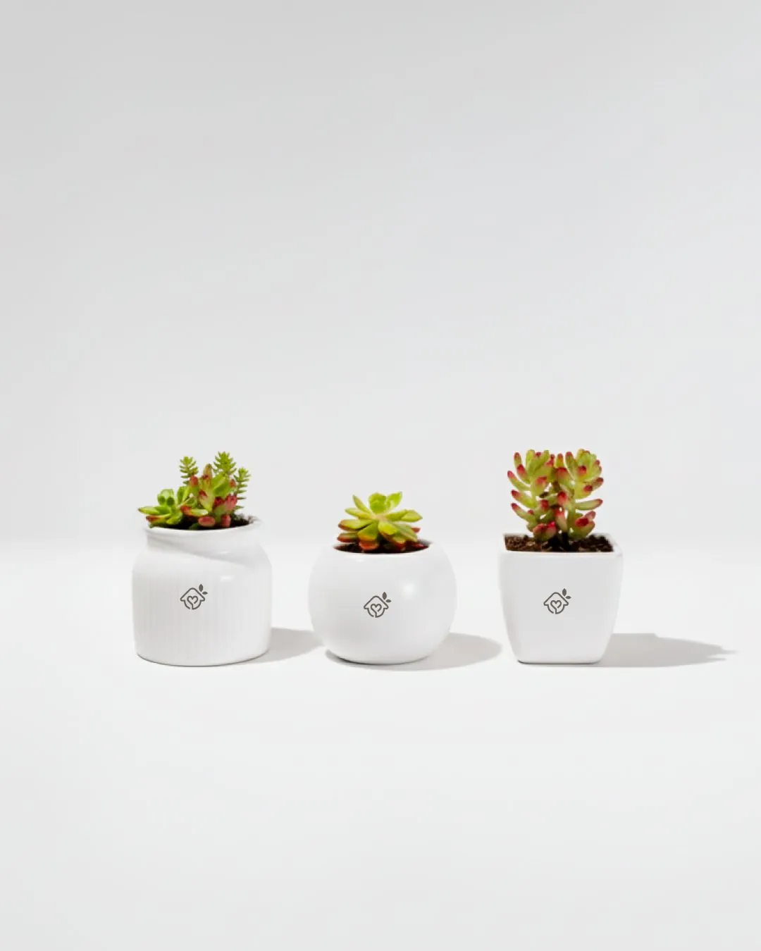 Macetas con planta para honrar la memoria de tu mascota