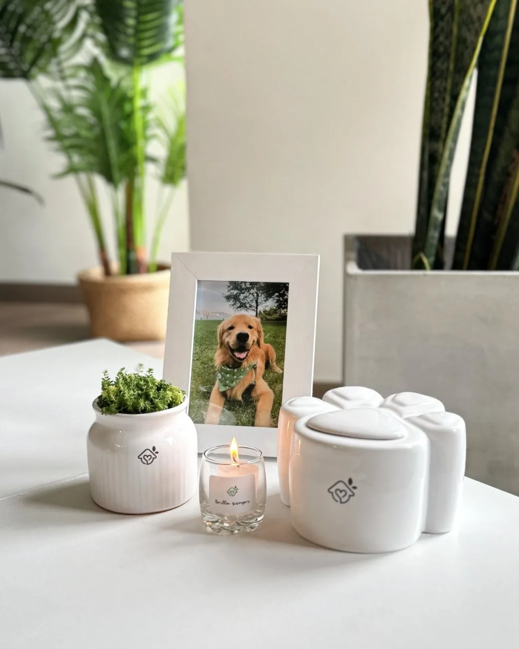 Homenaje de Regazo sobre la mesa de una sala