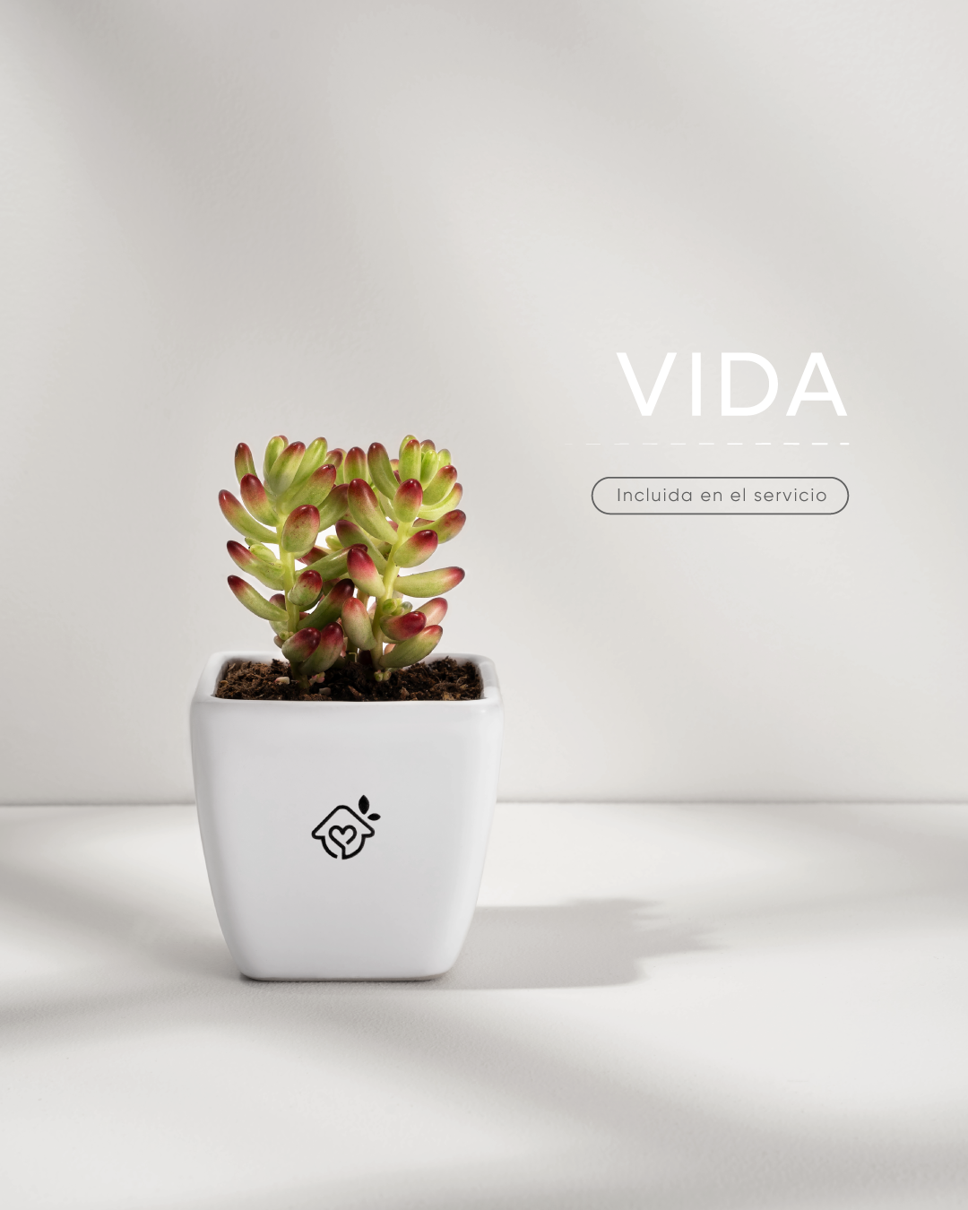 MACETA-VIDA-CREMATORIO